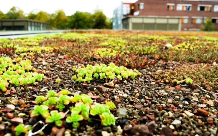 Extensief groen dak met sedum en grind