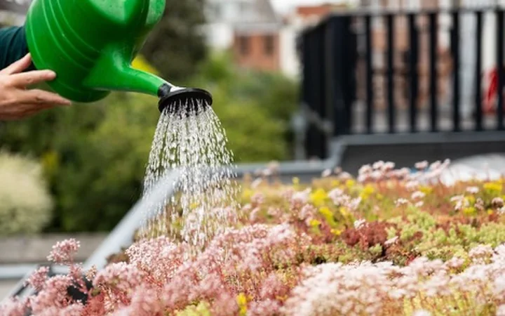 Groen dak dat met een gieter wordt bewaterd
